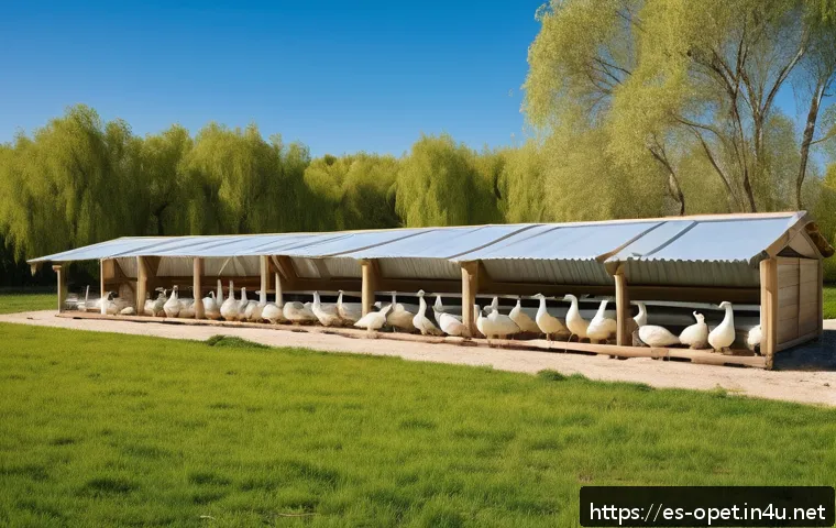 거위 대규모 사육비용 - A wide outdoor goose farm in Spain during springtime, featuring a large, well-drained grassy terrain...