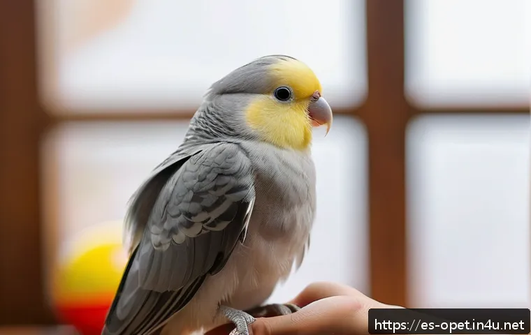 칵테일 앵무새 훈련법 - A sweet cockatiel perched calmly on a person's hand inside a cozy, softly lit room with warm natural...