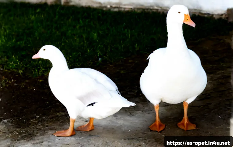 Home 17 거위 품종별 생김새 - Photorealistic comparison scene of three distinct domestic goose breeds standing side by side in a c...